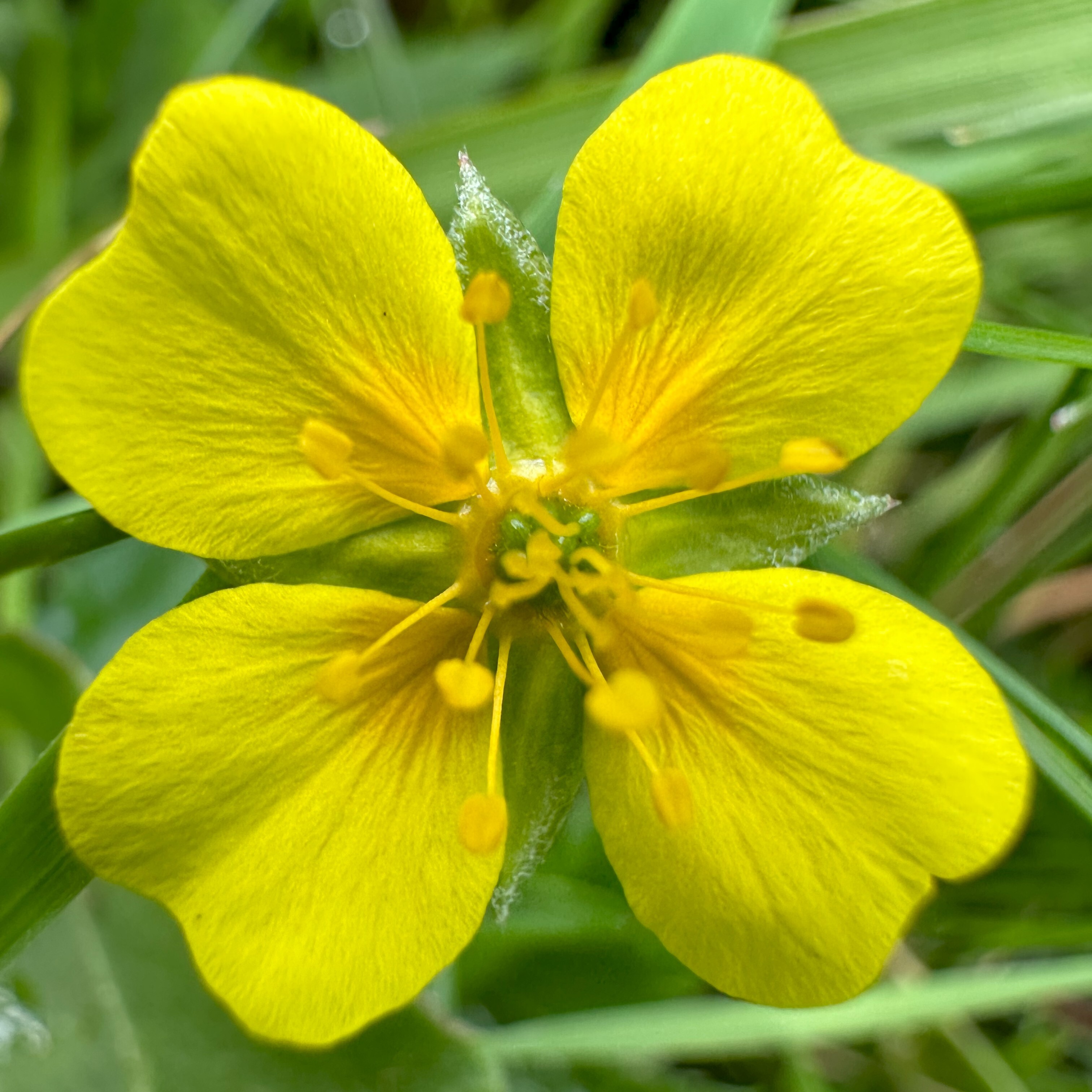 Gul blomst