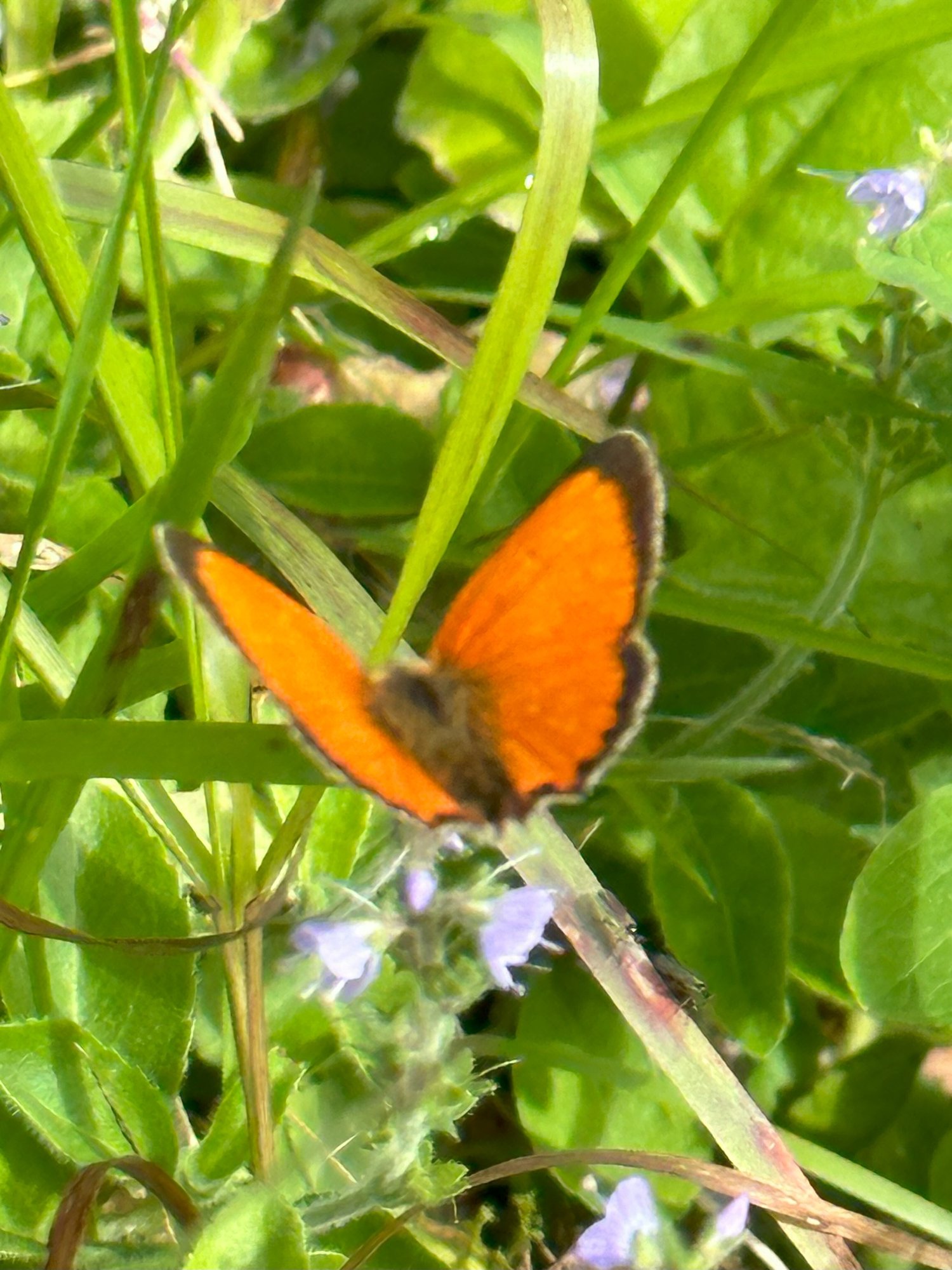 Sommerfugl Sommerfugl